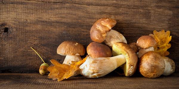 萬(wàn)力貿(mào)易為你科普云南牛肝菌的功效與作用 萬(wàn)力貿(mào)易為你科普云南牛肝菌的功效與作用