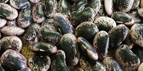 萬(wàn)力貿(mào)易大黑花蕓豆合作案例 萬(wàn)力貿(mào)易大黑花蕓豆合作案例