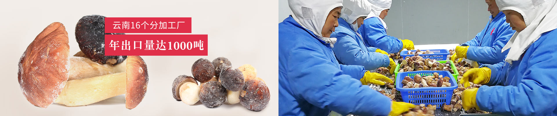 萬力貿(mào)易在云南16個分加工廠，年出口量達1000噸