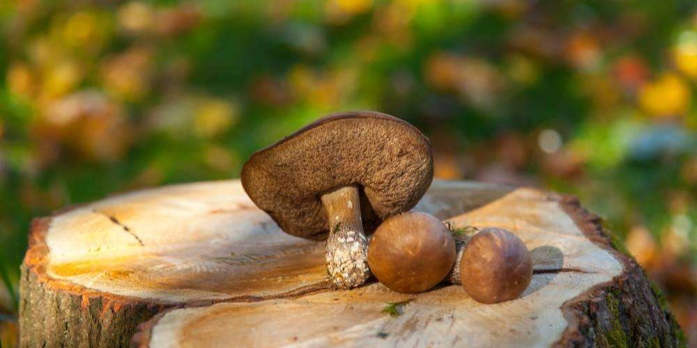 選購(gòu)牛肝菌,你不知道的那些事