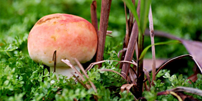 三個(gè)步驟，放心吃菌